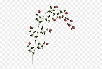 Rose Vine Png