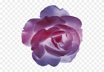 Rose-violette - Rose Violette Png