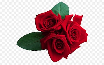 Rose Wallpaper - Red Roses PNG Clipart Image 