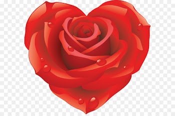 Rose Wallpaper - Rose png image, free picture download 