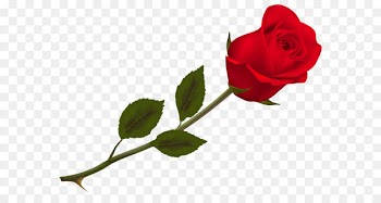 Rose Wallpaper - Transparent Beautiful Red Rose PNG Picture 