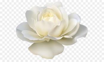 Rose White Clip art - Beautiful White Rose PNG Image 