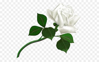Rose White Clip art - White rose PNG image, flower white rose PNG picture 