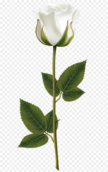 Rose White Clip art - White Rose with Stem PNG Transparent Clip Art Image 