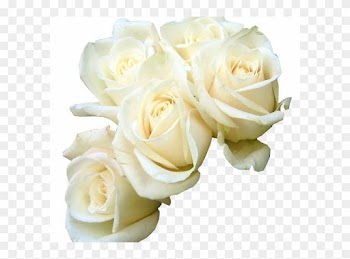 Rose White Flower Bouquet Green Wallpaper Five White - Good Morning White Roses Hd