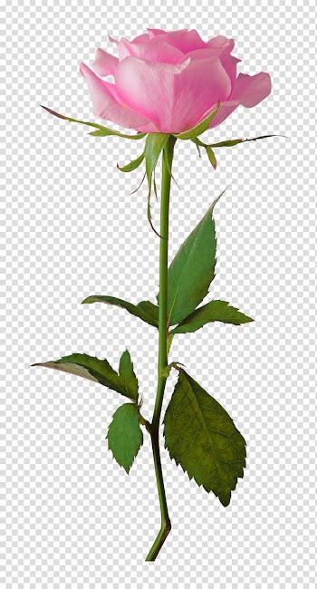Rose White Flower , long flower transparent background PNG clipart