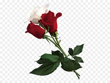 Rose White Flower Red - white roses 