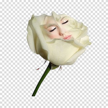 Rose White Love, White roses transparent background PNG clipart