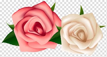 Rose White Pink flowers , white roses transparent background PNG clipart
