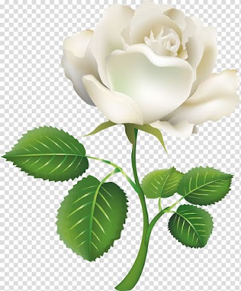 Rose White , white roses transparent background PNG clipart