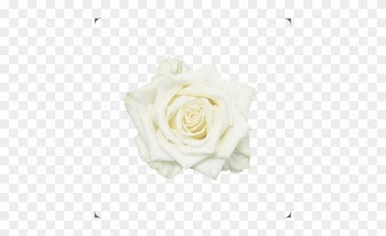 Rose Whitenaomi Topview Nl Rose Www - Rose