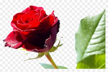 Rose Wikipedia,free Shipping Vestidos De Novia Real - Happy Rose Day To Friends