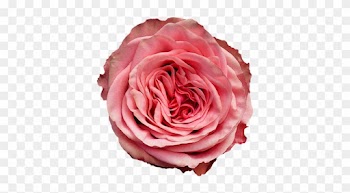 Rose Wild Love