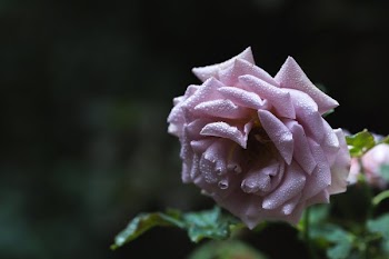 Rose With Water Droplets