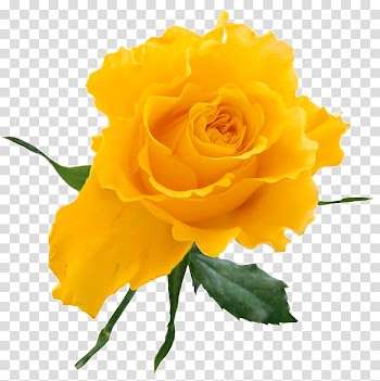 Rose Yellow Flower bouquet , Yellow Rose transparent background PNG clipart