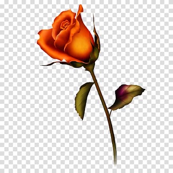 Rose Yellow Free content , A rose transparent background PNG clipart