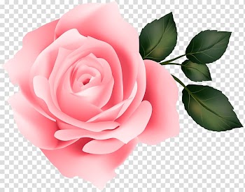 Rose Yellow , Pink Rose transparent background PNG clipart
