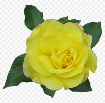 Rose Yellow Png By Aidana2010 - Yellow Single Rose Png