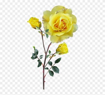 Rose, Yellow, Stem, Buds - Rose Gelb Png