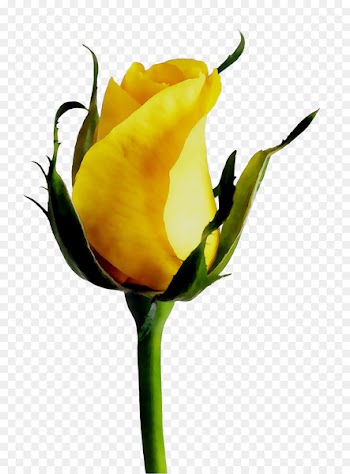 Rose Yellow stock.xchng Mercer Island Florist Floristry -  