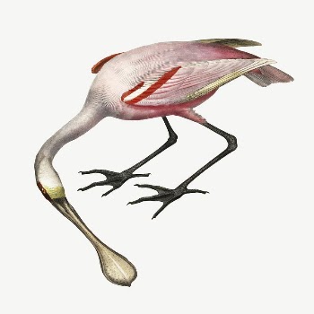 Roseate spoonbill bird, vintage animal | Free PSD Illustration - rawpixel