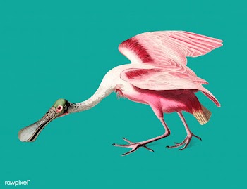 Roseate Spoonbill illustration | Free stock vector - 457862