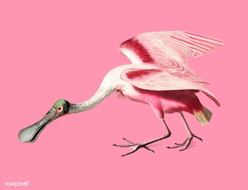 Roseate Spoonbill illustration | Free stock vector - 457878