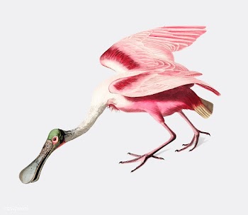 Roseate Spoonbill illustration | Free stock vector - 457883