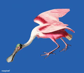 Roseate Spoonbill illustration | Free stock vector - 457885