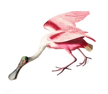 Roseate Spoonbill illustration | Free stock vector - 457914