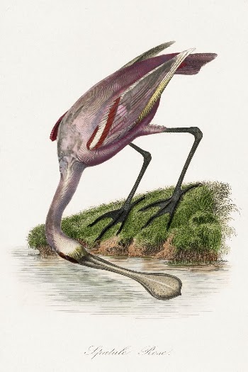 Roseate spoonbill painting by Paul | Free Photo Illustration - rawpixel