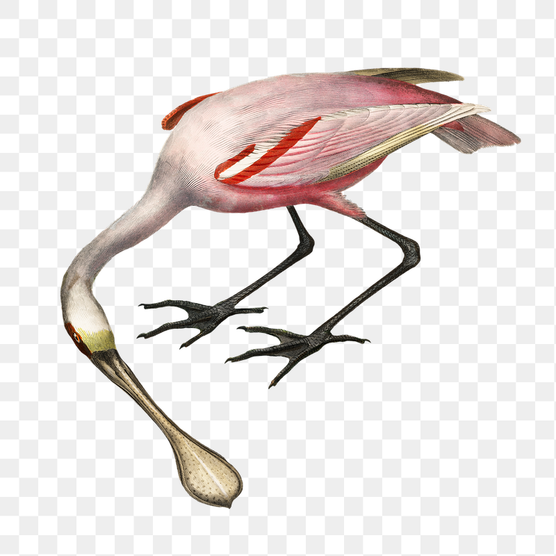 Roseate spoonbill png bird sticker, | Free PNG Illustration - rawpixel