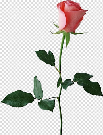 Rosebud, Montana Rose Bud Plaza Shopping Center Rosebud Restaurants Corporate Office, Large Rose Bud , pink rose bloom transparent background PNG clipart