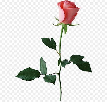 Rosebud, Montana Rose Bud Plaza Shopping Center Rosebud Restaurants Corporate Office - Large Rose Bud PNG Clipart 