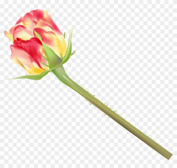 Rosebud - Yellow - Rose
