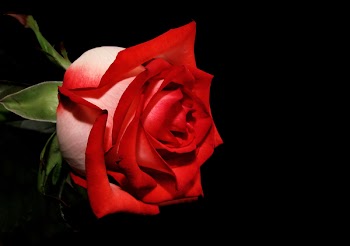 RoseEF_1524.jpg