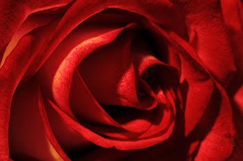 RoseEF_1528.jpg