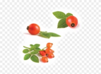 Rosehip Extract Complex Rosehip Extract Complex - Rose Hip