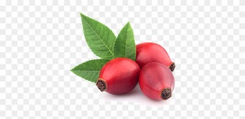 Rosehip - Rose