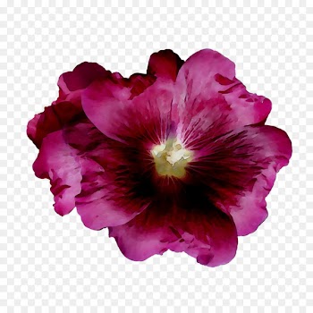 Rosemallows Annual plant Herbaceous plant Crane's-bill Violet -  