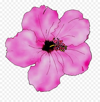 Rosemallows Annual plant Herbaceous plant Pink M -  