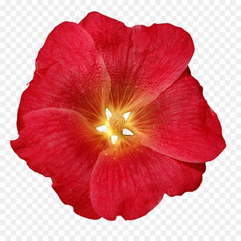 Rosemallows Annual plant Herbaceous plant Plants RED.M - summertime flag 