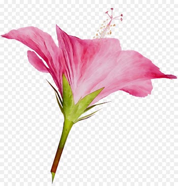 Rosemallows Cut flowers Plant stem Lily of the Incas Herbaceous plant -  