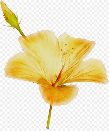 Rosemallows Plant stem Daylily Plants Lily M -  