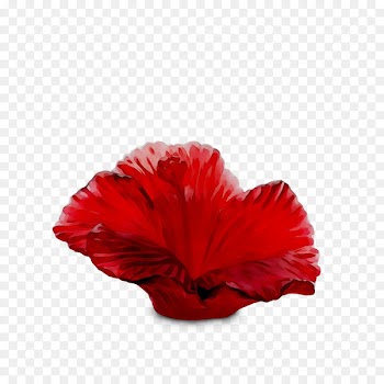 Rosemallows The Poppy Family RED.M -  
