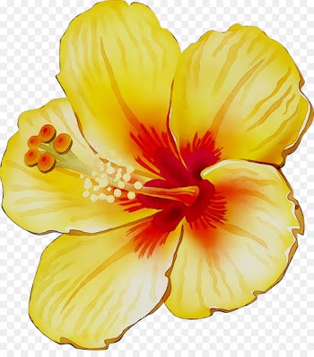 Rosemallows Yellow Cut flowers Herbaceous plant -  