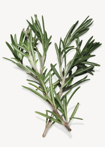 Rosemary branch herb collage element | Free PSD - rawpixel