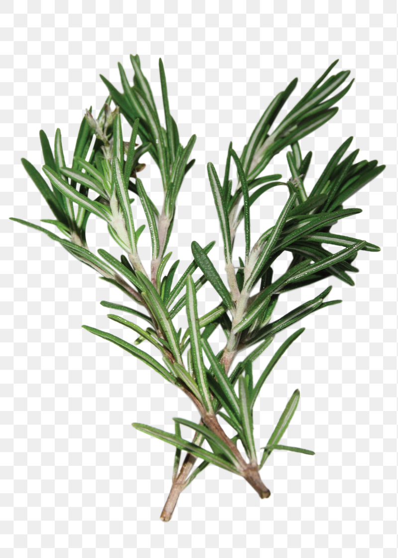 Rosemary branch herb png sticker, | Free PNG - rawpixel