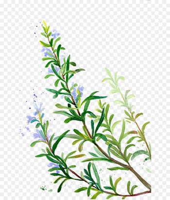 Rosemary Flavor Condiment Incense Spice - Purple vegetation rosemary 