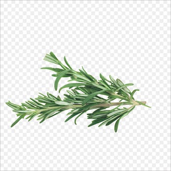 Rosemary Herb Mediterranean cuisine Spice Vegetable - Herbs 